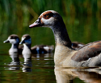Close-up of duck swimming in lake