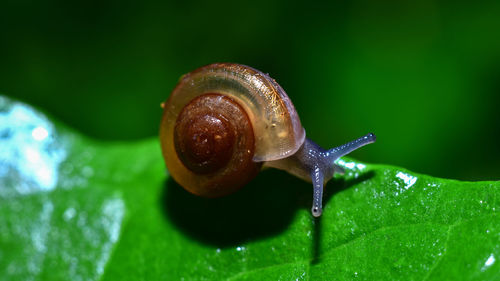 Close-up of snail on a leaf