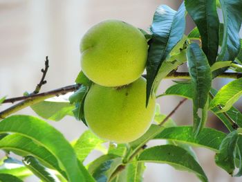 Close-up of fruits on tree