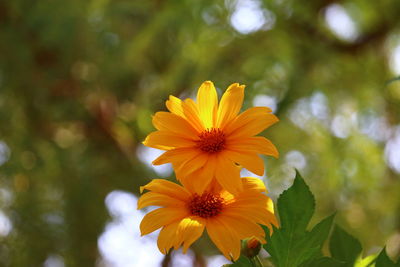 Close-up of yellow flowering plant