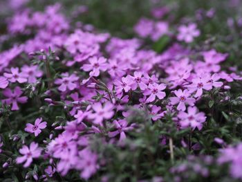 Close-up of pink flowering plants in park