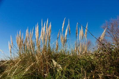 Low angle view of grass on field against clear blue sky