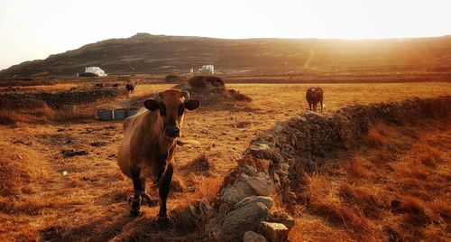 Cows standing on field against sky