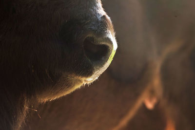 Close-up of wisent nose.
