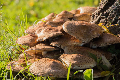 Close-up of mushroom growing by tree trunk