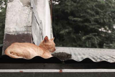 View of a cat on the wall