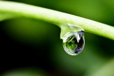 Close-up of drop on plant