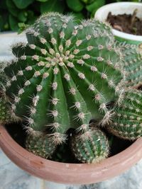 Close-up of cactus growing in pot