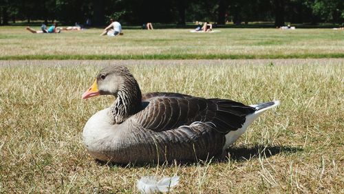 Bird on grassy field