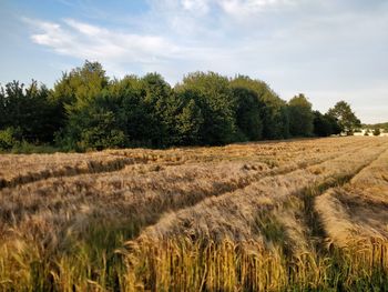 Scenic view of agricultural field against sky