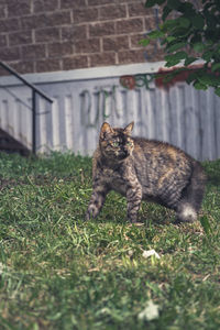 Cat on field