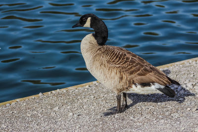 Close-up of duck by the lake