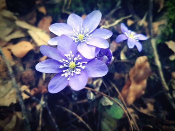 Close-up of flowers blooming outdoors