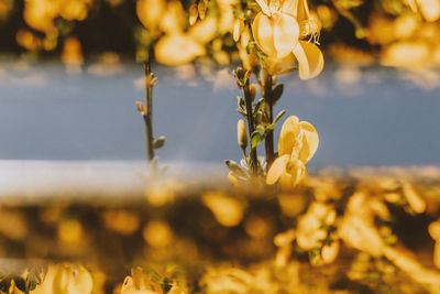 Close-up of yellow flowering plant on field