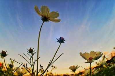 Low angle view of flowering plant against sky