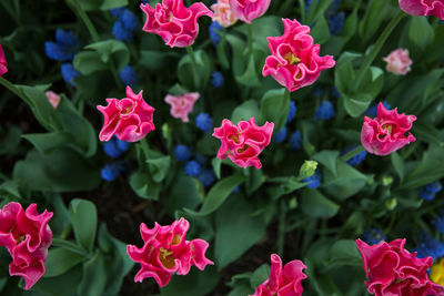 Close-up of pink flowering plants