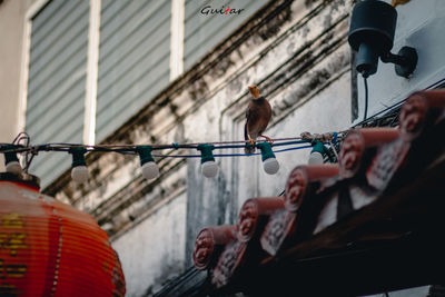 Low angle view of bird perching on building