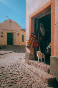 Dog in the store door. humahuaca city in jujuy province argentina