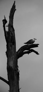 Low angle view of bird perching on wall