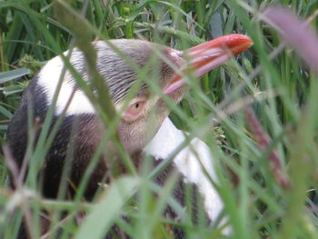 Close-up of a bird on a field