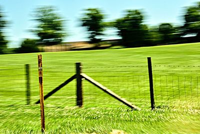 Grass and trees in park