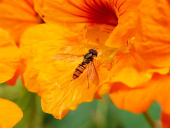 Close-up of bee on orange flower