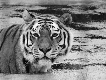 Portrait of cat in zoo