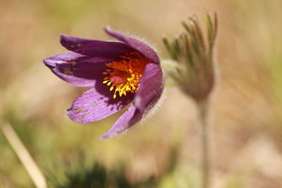 Close-up of purple flower
