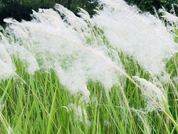 Close-up of grass growing on land