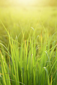 Close-up of crops growing on field