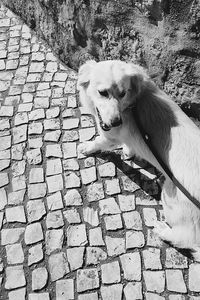 High angle view of dog on cobblestone