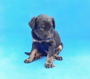 Portrait of a puppy against blue background
