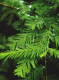 Close-up of green leaves on pine tree