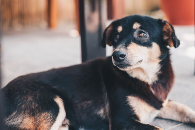 Close-up of dog looking away