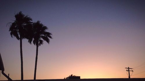 Silhouetted palm trees with electricity pylons at dusk