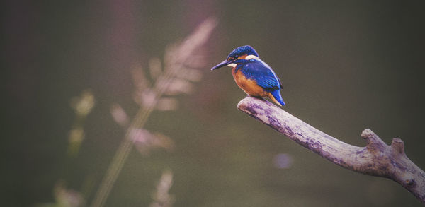 Bird perching on wall