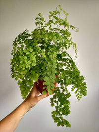 Close-up of hand holding plant against wall