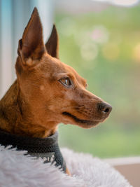 Close-up of a dog looking away