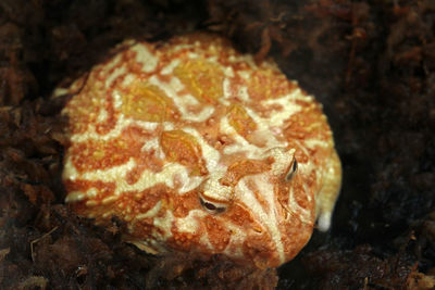 High angle view of bread on ground