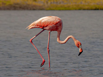 Close-up of flamingo