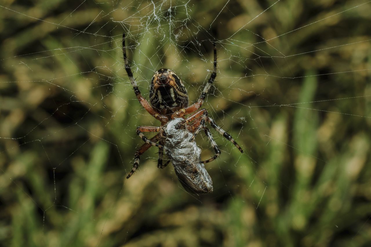 SPIDER ON WEB