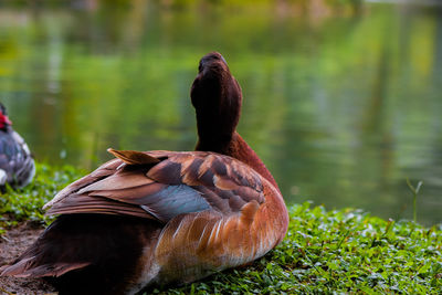 Duck on a lake