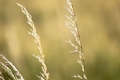 Close-up of stalks in field