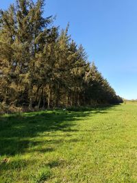 Trees on field against clear sky