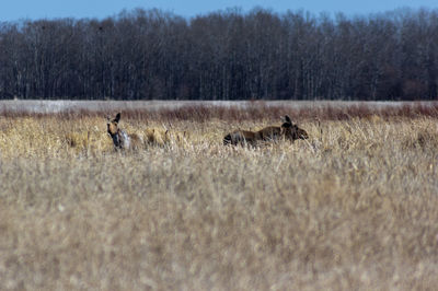 View of deer on field