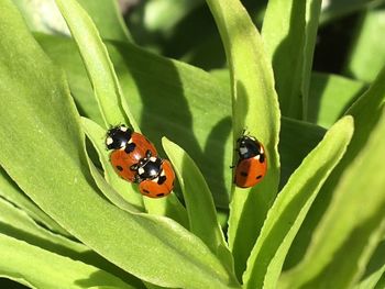 Close-up of ladybug on leaf