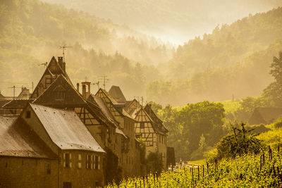 Houses on green landscape in foggy weather