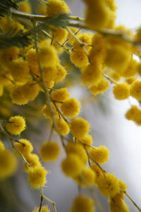 Close-up of yellow flowering plant mimosa 