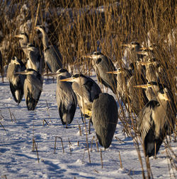 Flock of birds on snow covered land