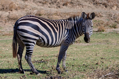 Side view of zebra standing on land